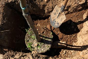 Climate-Smart Agriculture & Reforestation